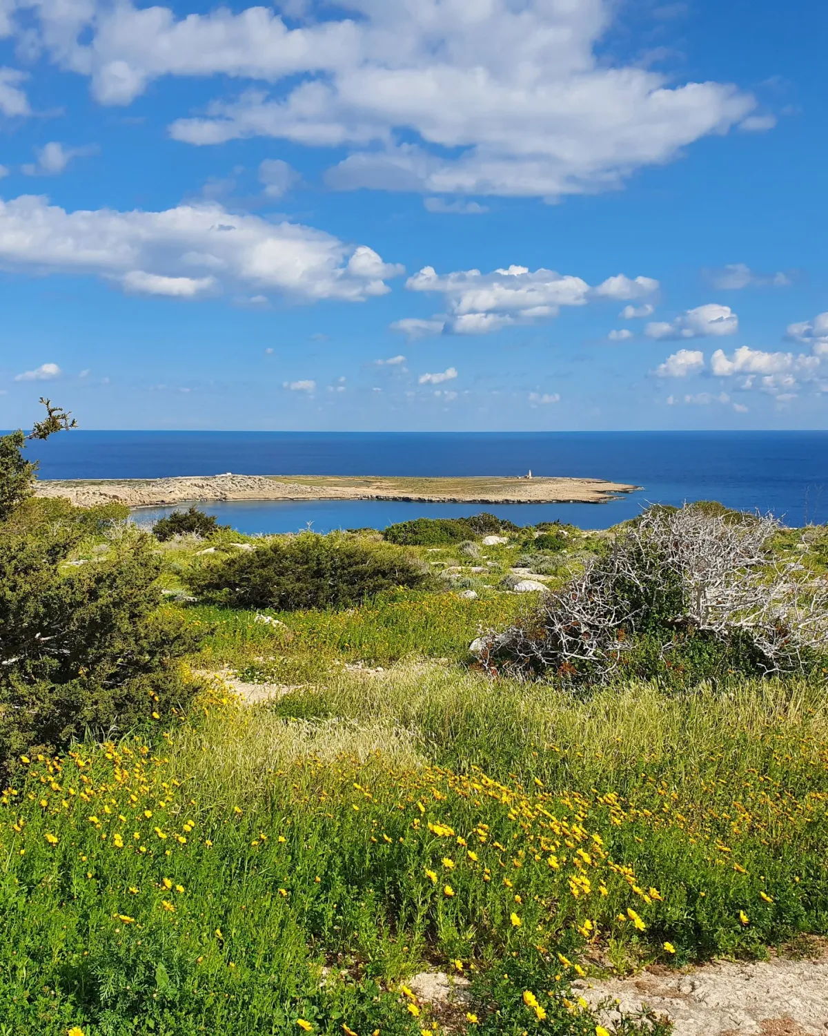 Grüne Frühlingswiese mit Blick über die Küste von Kap Greco aufs Meer.